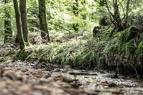 Stream through sparse forest
